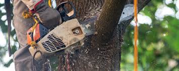 Best Commercial Tree Services  in Toast, NC