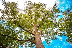 Best Storm Damage Tree Cleanup  in Toast, NC