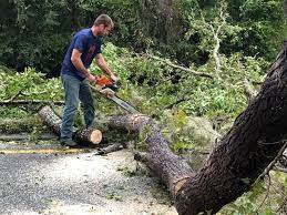 Best Hazardous Tree Removal  in Toast, NC