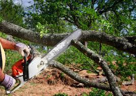 Best Tree Mulching Services  in Toast, NC