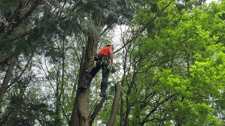 Best Tree Maintenance Programs  in Toast, NC