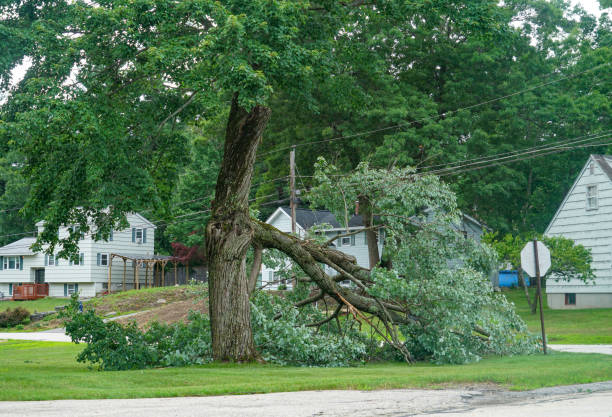 Best Root Management and Removal  in Toast, NC