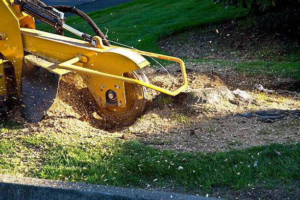 Why Choose Our Tree Removal Services in Toast, NC?