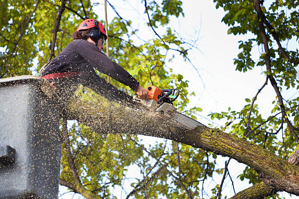 Best Lawn Renovation and Restoration  in Toast, NC