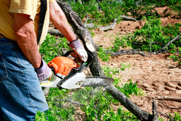 Best Tree Preservation Services  in Toast, NC